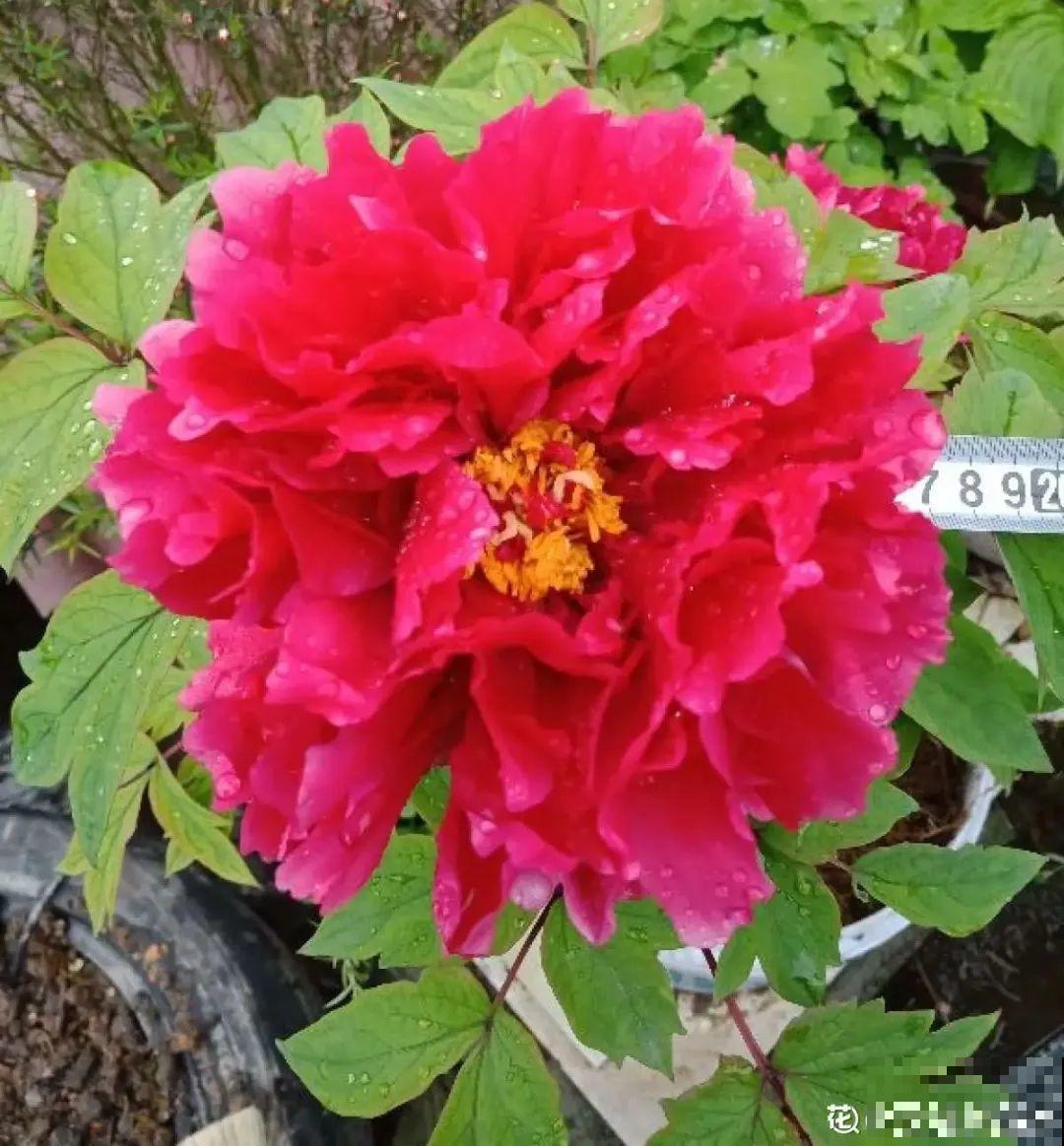 家里养8种“守家树”，红红火火特别旺运，镇宅好福气