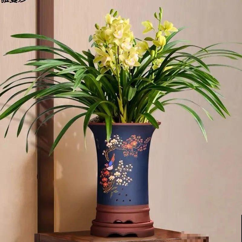 兰花中的“香味之王”，年底开花一串串，满屋飘香！