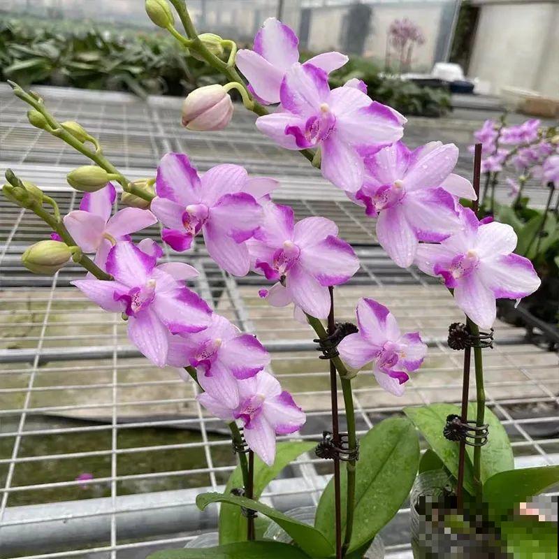 能开大半年的“蝴蝶花”,皮实耐阴好养活,养在家里喜庆热闹 能开大半年的“蝴蝶花”,皮实耐阴好养活,养在家里喜庆热闹