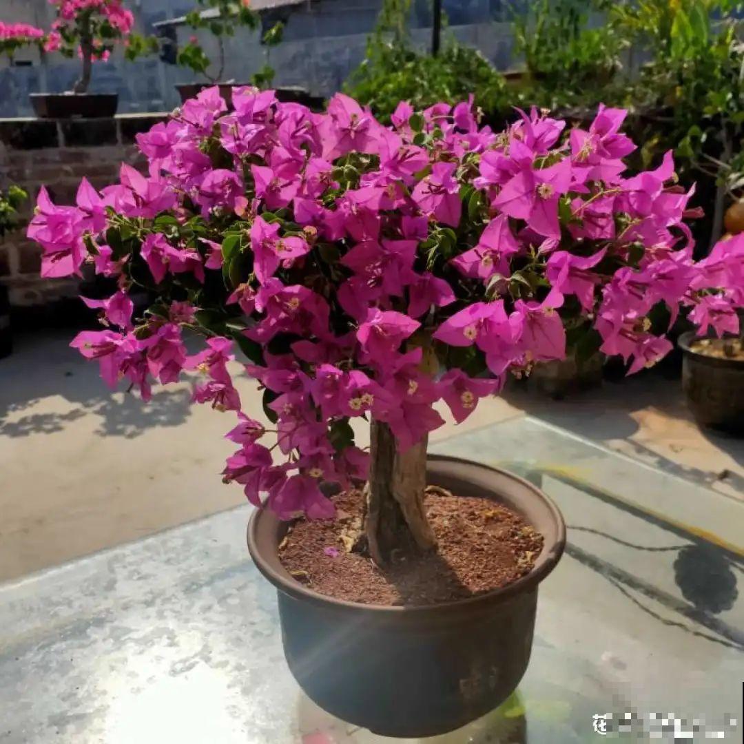 10种花现在别换盆，不然根系不服盆，很容易死掉