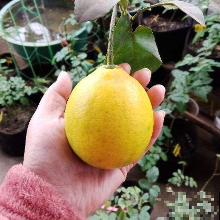 适合女人养的“花中黄金”，美容养生效果好，种下一个月就开花