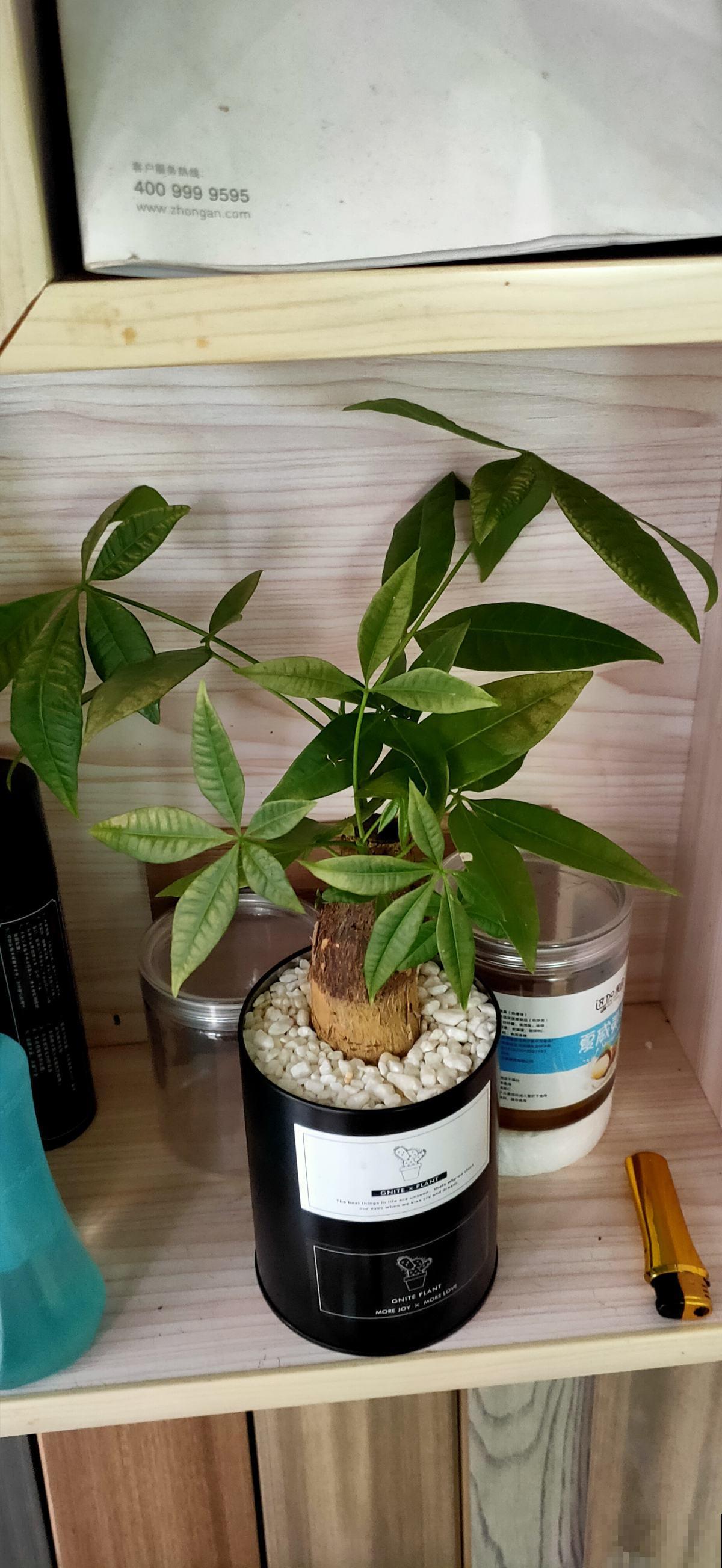 水培发财树太难了，只需2招，搞定黄叶烂根