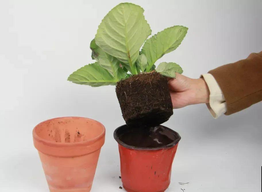 家里没光就养大岩桐，开花堪称“人间富贵花”，繁殖特简单