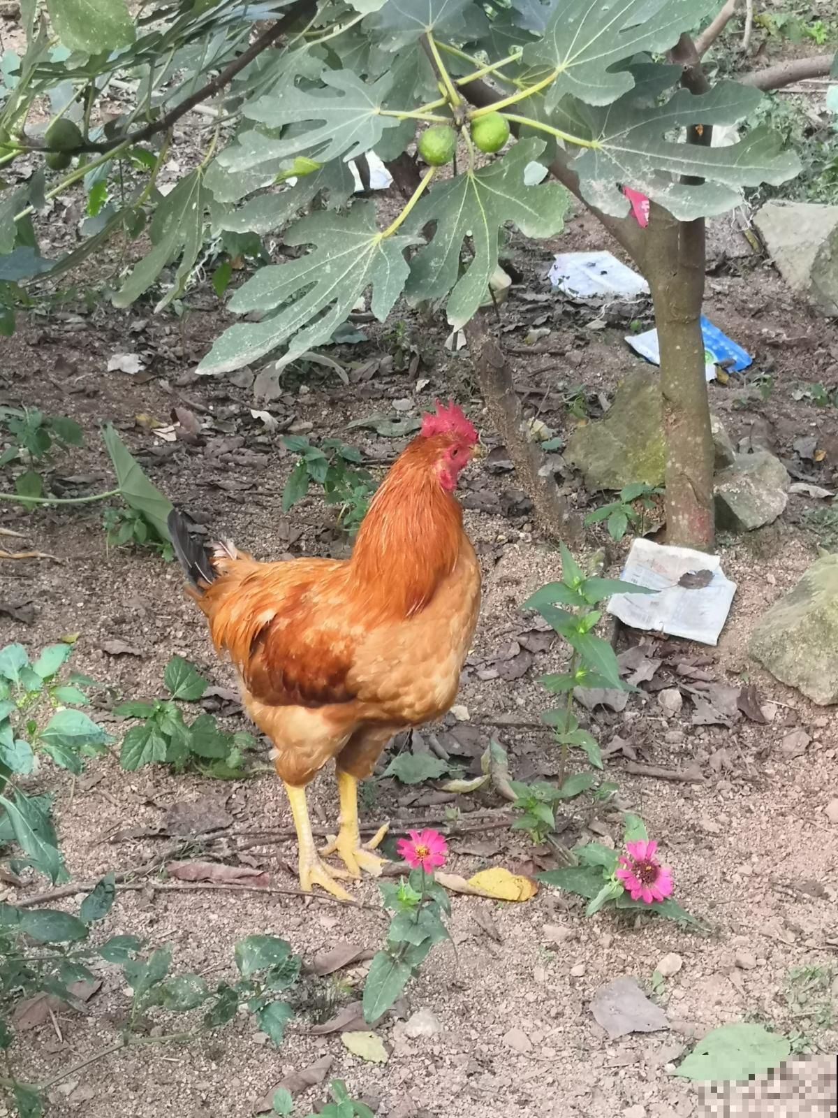 2种“垃圾”没人愿意碰，却是养花好肥料，养花少不了