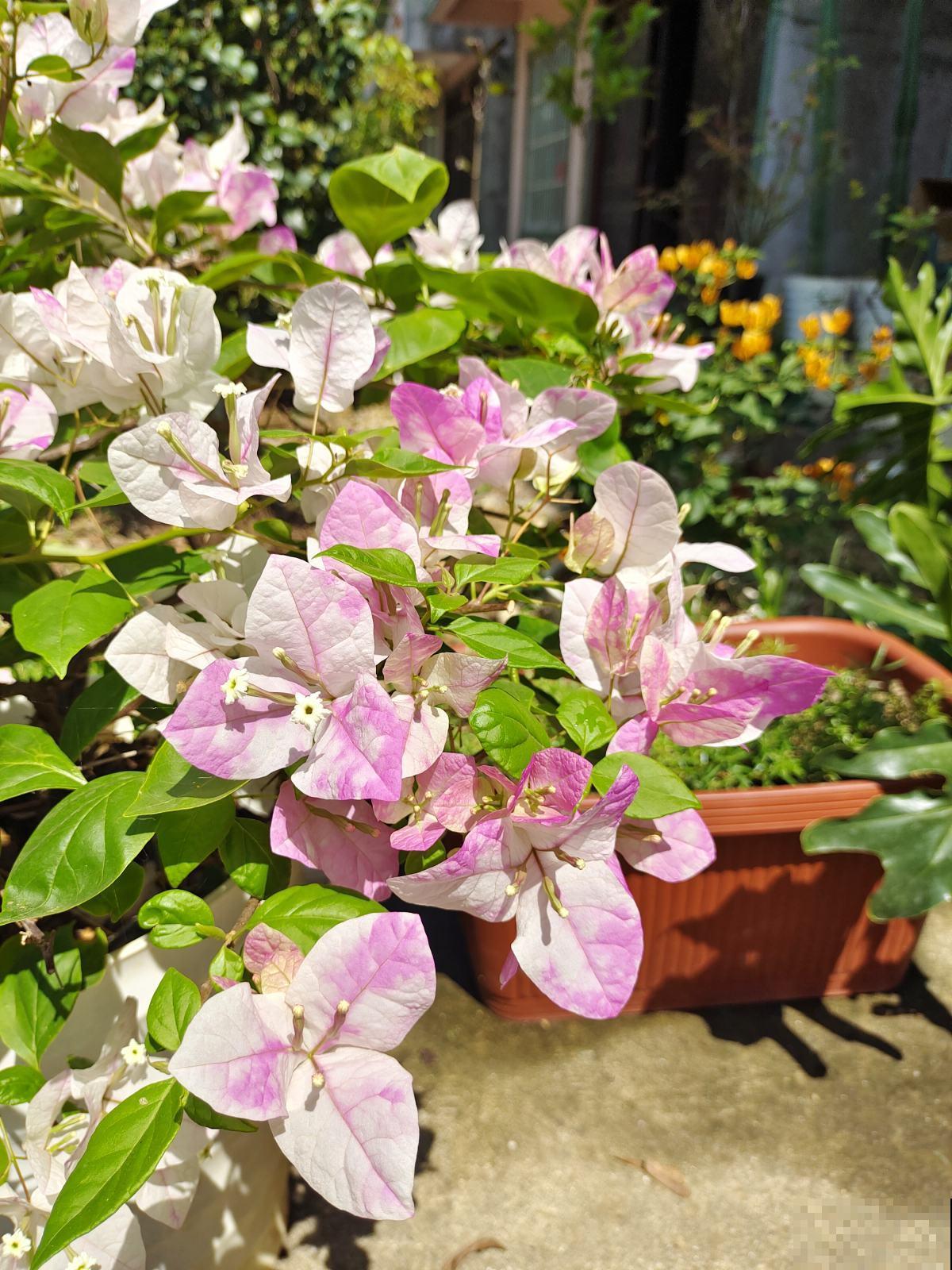 温度降到10℃，这5种花不进屋，很快就冻伤