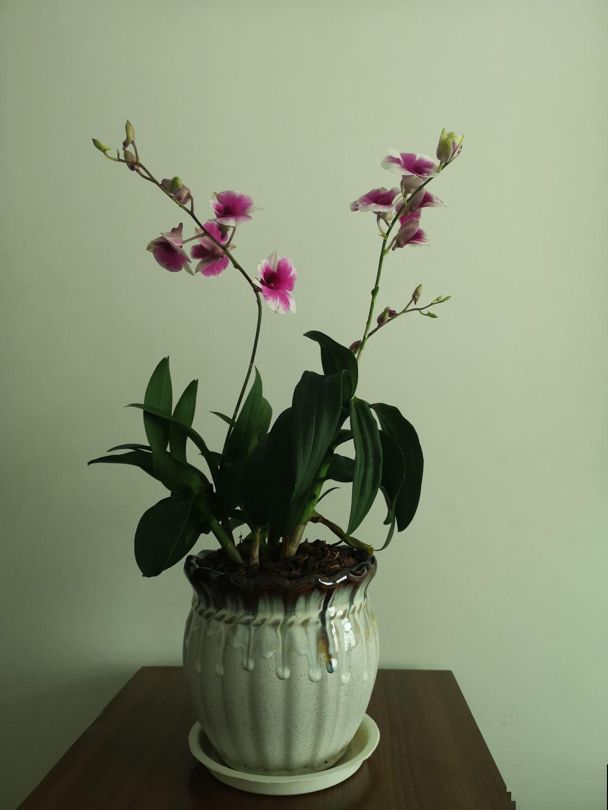 年底养盆石斛兰,养人养身心,堪称“家庭小药箱” 年底养盆石斛兰,养人养身心,堪称“家庭小药箱”