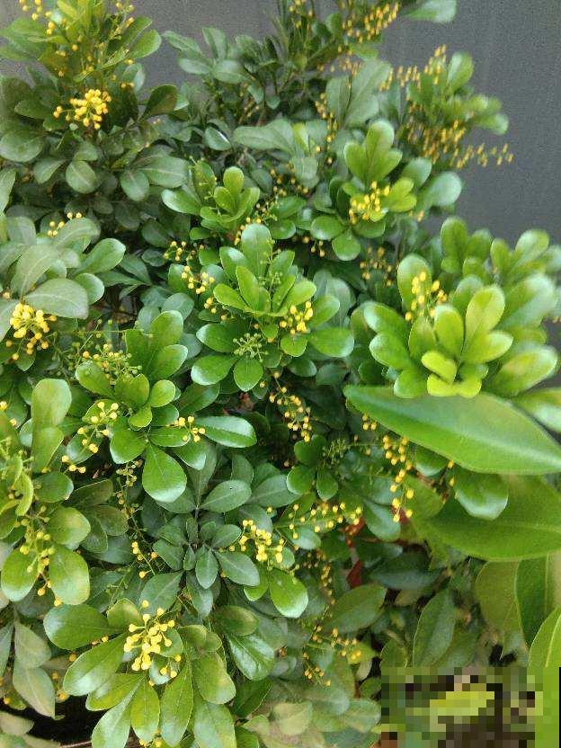 想要养好米兰,3个要点得学会,才能一茬一茬开花不停 想要养好米兰,3个要点得学会,才能一茬一茬开花不停