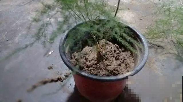 爱“生崽”的花,现在赶紧翻盆,一盆变多盆还能挣钱 爱“生崽”的花,现在赶紧翻盆,一盆变多盆还能挣钱