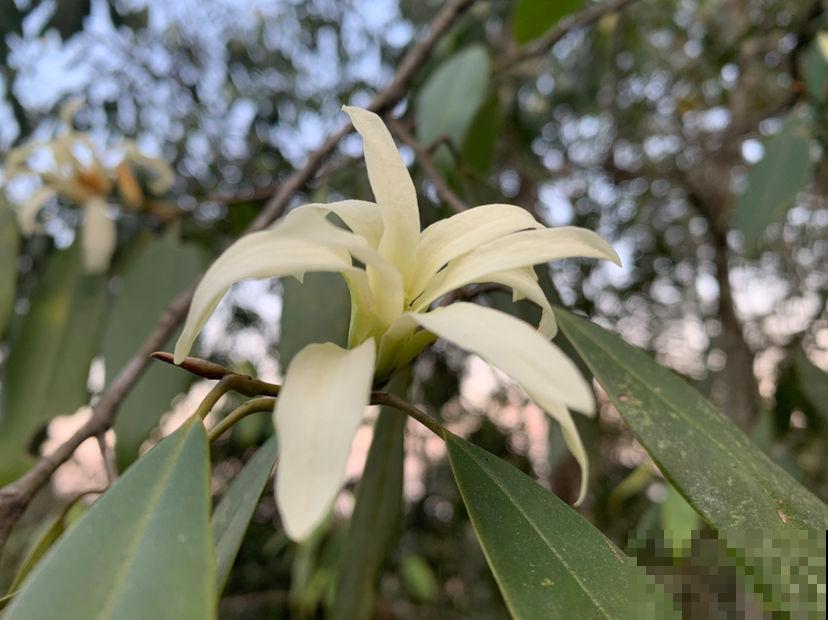 佛教的“五树六花”,养在家里很合适,有凝神静心效果 佛教的“五树六花”,养在家里很合适,有凝神静心效果