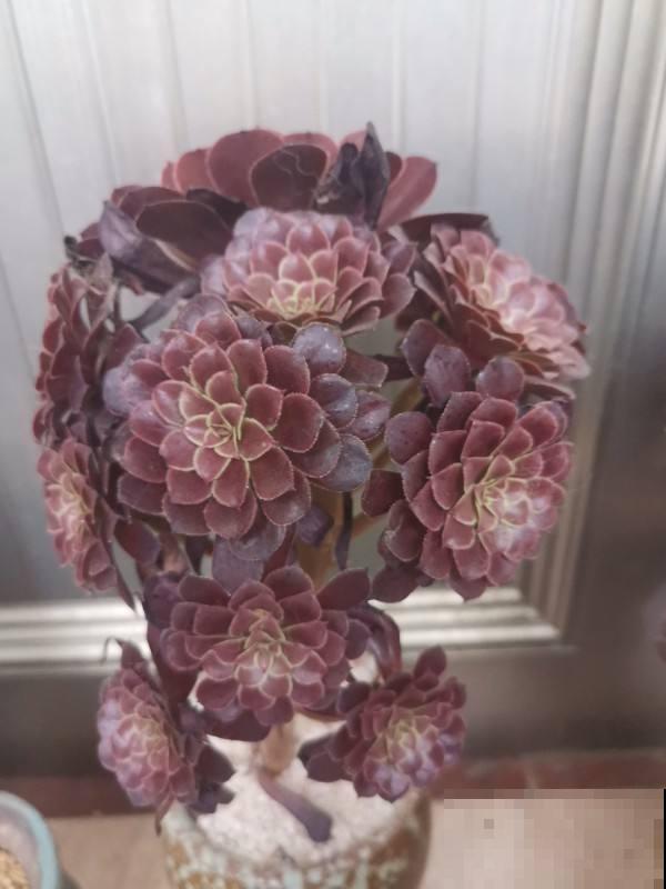 绿羊绒有股“臭袜子”味，养在家里很“头疼”，想赶紧丢掉