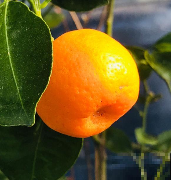 4种果树特旺宅，好看好养又好吃，还都是当季水果