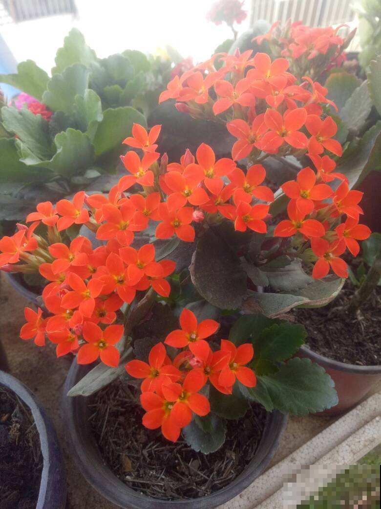 10月养长寿花要做2件事，不然白养大半年，根本不开花