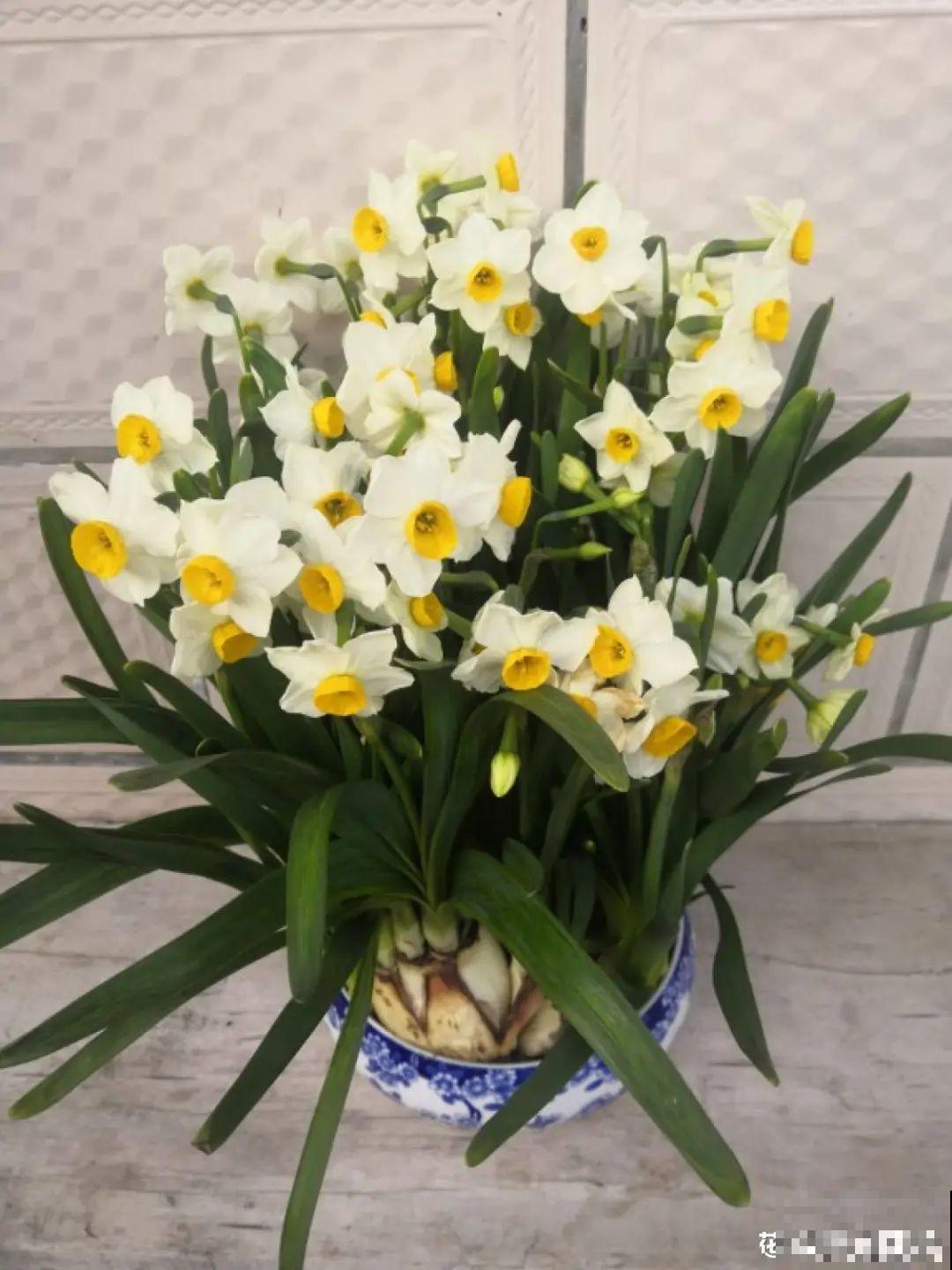 8种花，年年买，年年养死，今年可别当冤大头