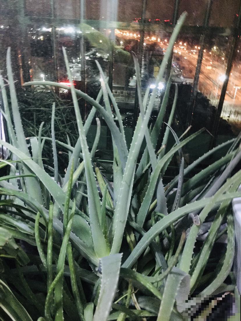 喜欢养花的女人，都应该养盆芦荟，美容养颜好处多