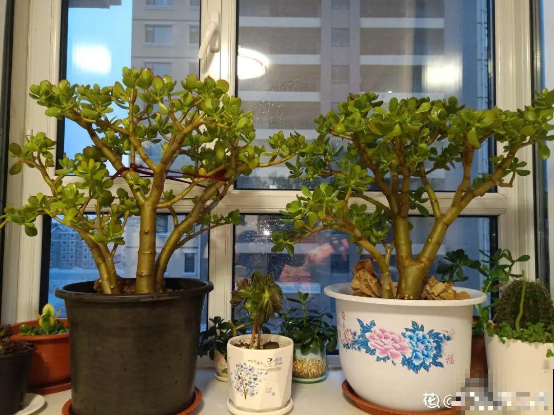 15年的君子兰，今天终于奇迹开花，开花技巧都给你！