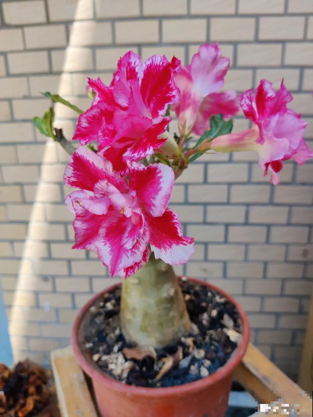 10种花得穷养，盆越小、水越少，越长得旺