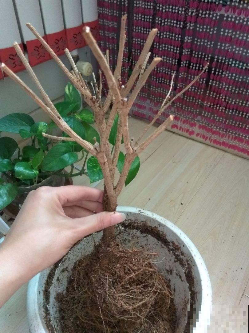 被花名限制的植物,光是听到名字,瞬间失去购买欲 被花名限制的植物,光是听到名字,瞬间失去购买欲