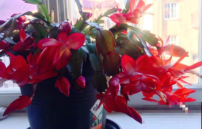 既能“招财运”，又健康的4种植物，适合新手养