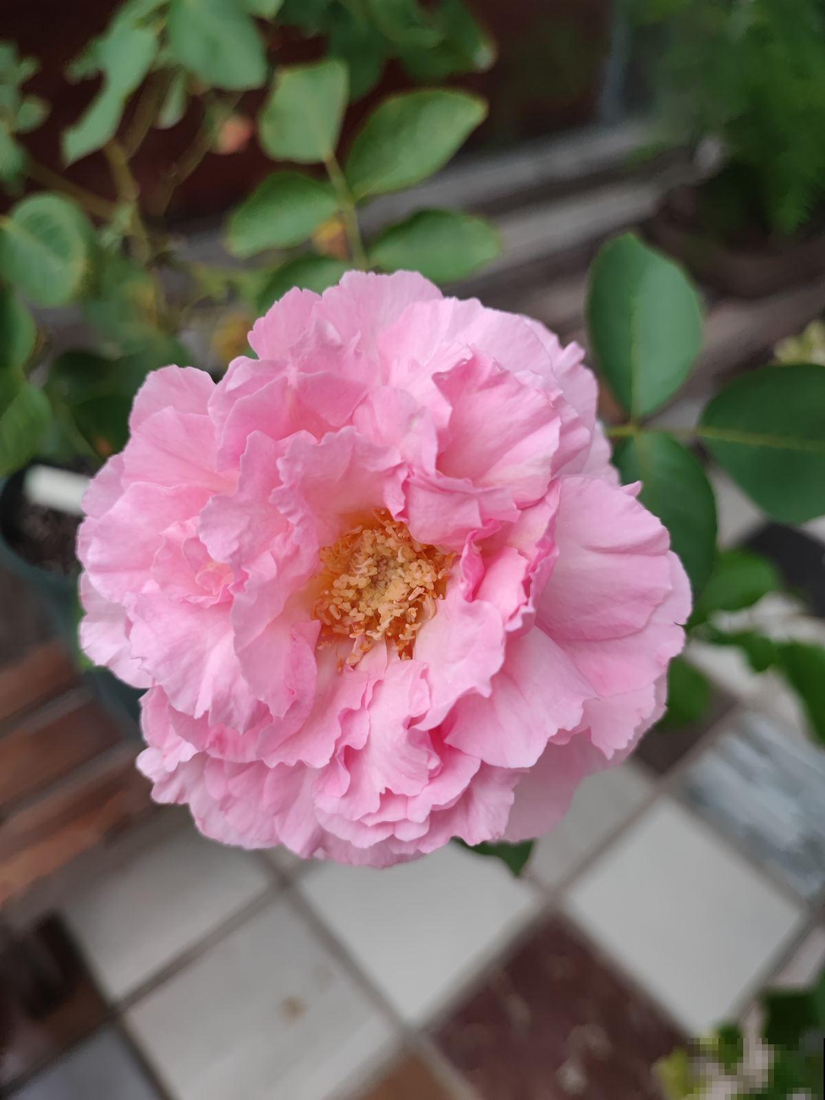 找准你的生辰花,12个月各不同,根据生日选你的幸运花 找准你的生辰花,12个月各不同,根据生日选你的幸运花