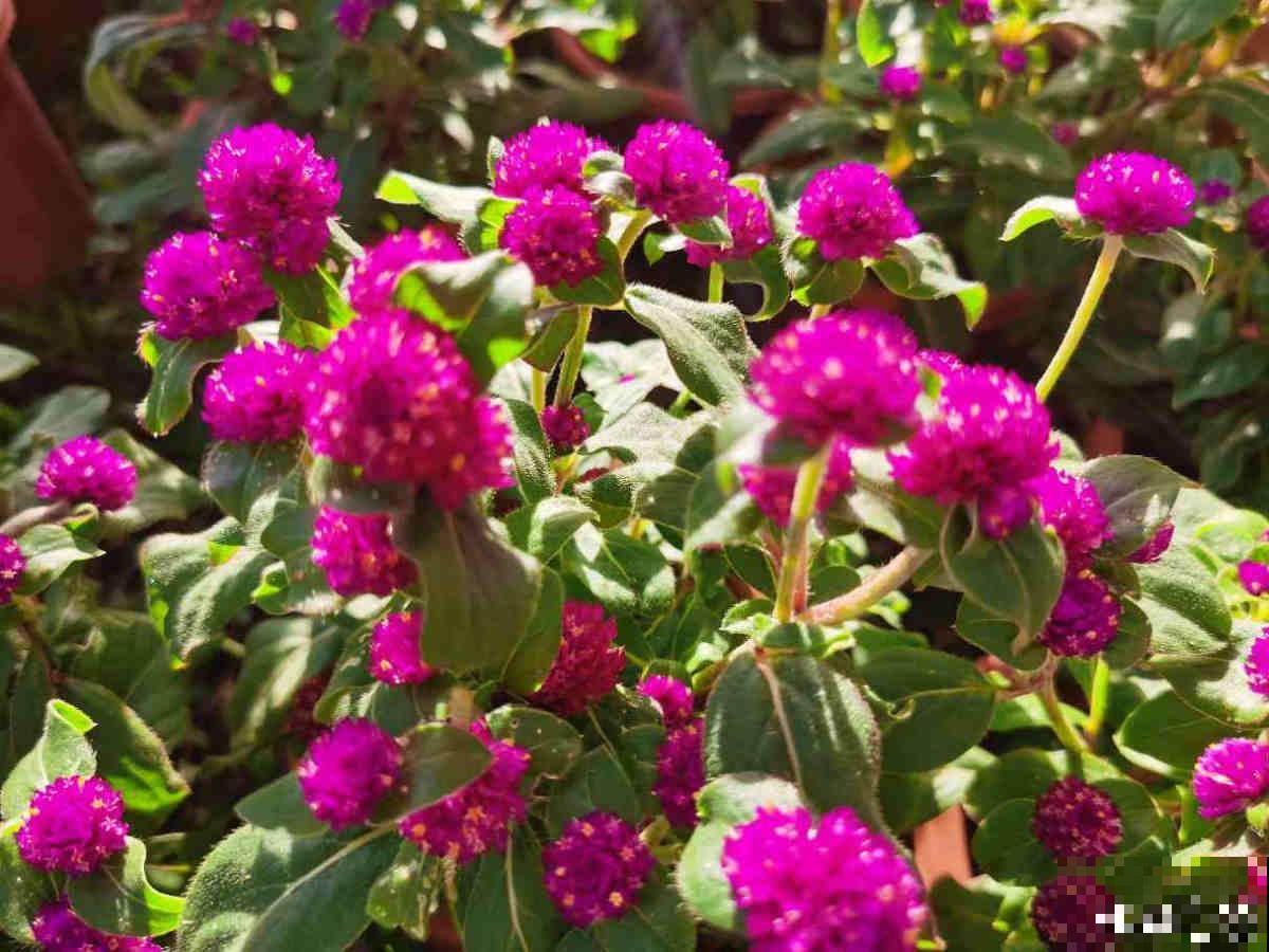 家里要养盆大红花，有4种真正的红火花，养在家里有旺运好兆头