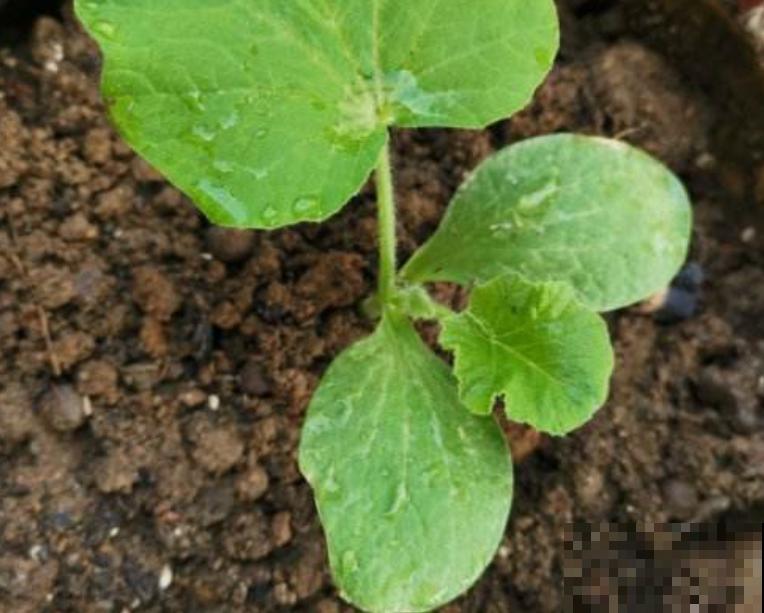 南瓜种植时间和方法