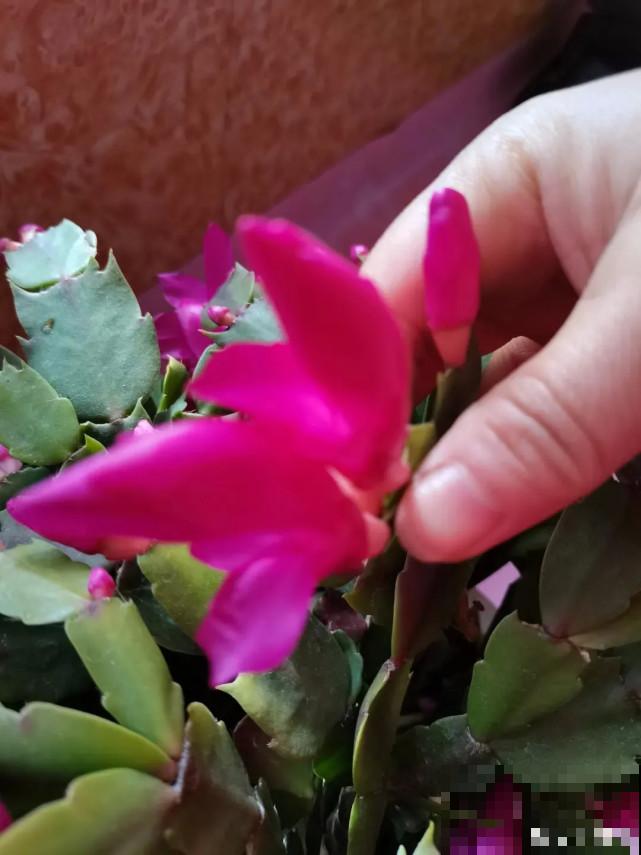 蟹爪兰“睡醒了”，给花施点肥，花苞呼呼冒