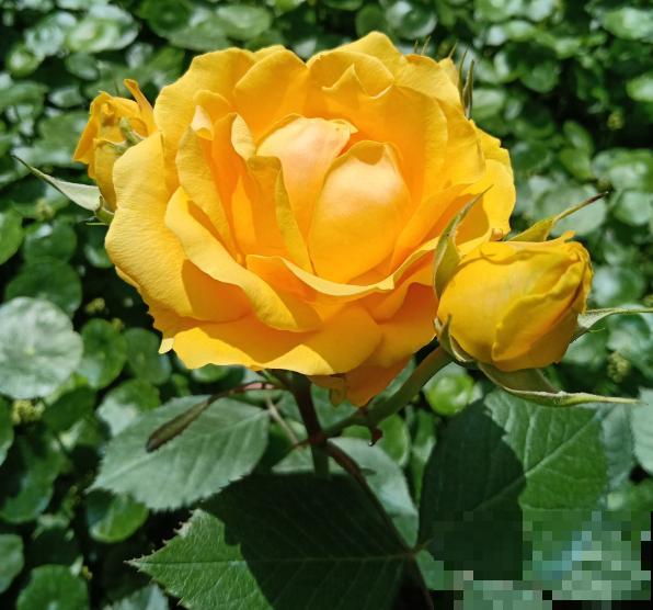 寓意好的植物,不要轻易送,弄巧成拙更麻烦 寓意好的植物,不要轻易送,弄巧成拙更麻烦