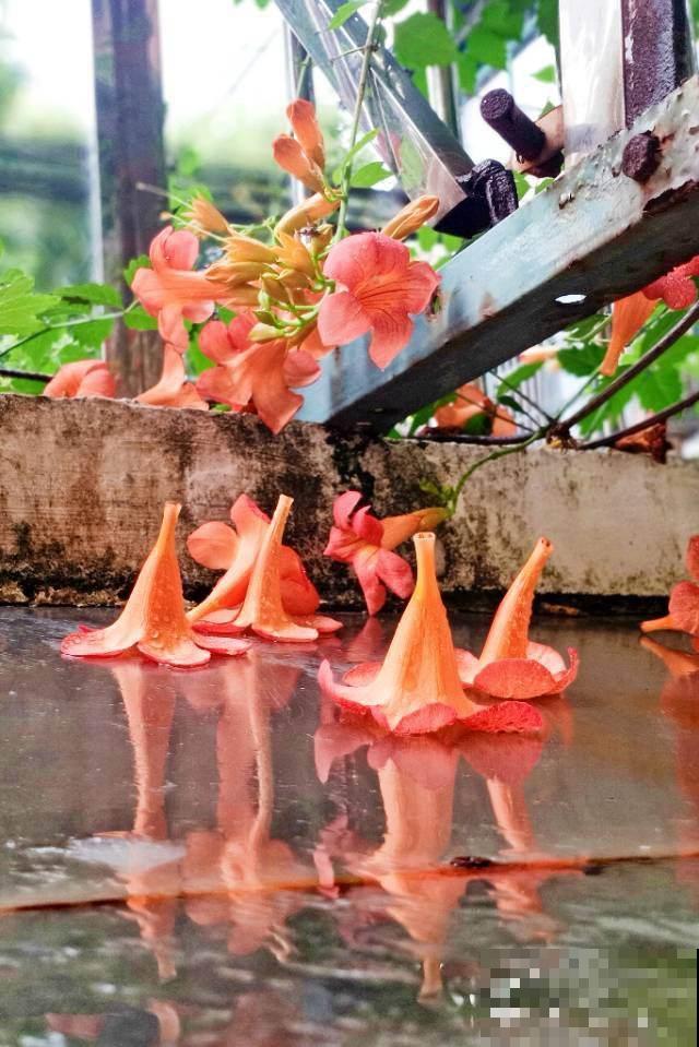 1种花真强悍，40度晒不死，-20度冻不死，北到沈阳南至深圳都能养