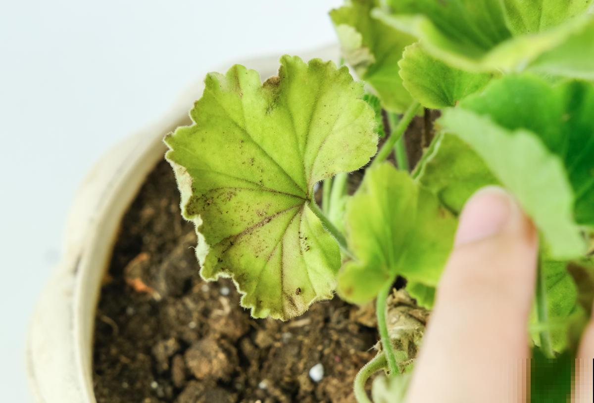 植物黄叶,用8个办法“叫醒它”,很快长出小嫩叶 植物黄叶,用8个办法“叫醒它”,很快长出小嫩叶