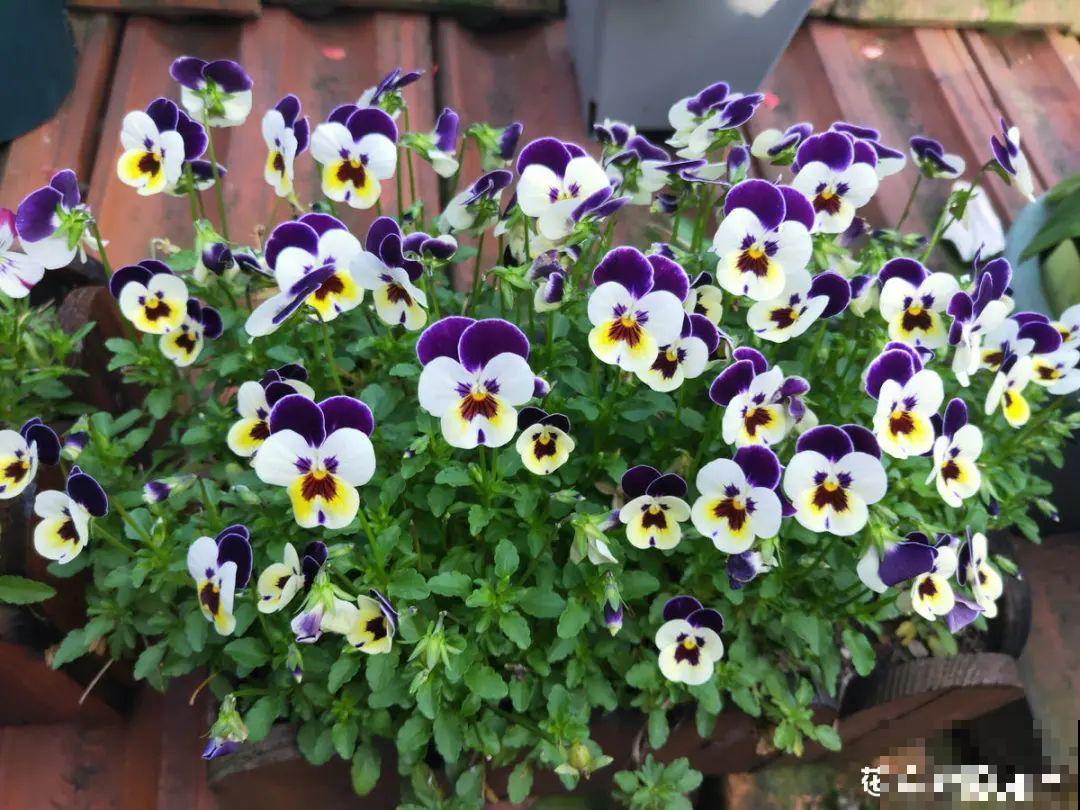 秋天在家养盆“香香花”，满屋子香味，还特耐寒