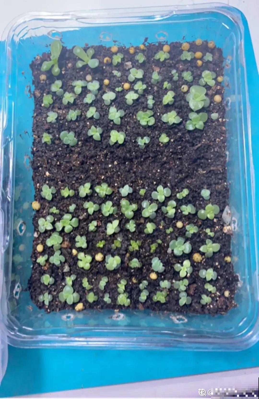 草花播种前，学会6个小妙招，全部都能活，齐刷刷冒新芽！