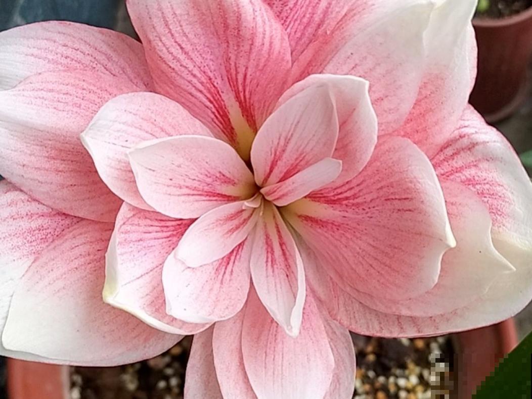 朱顶红被叫作“注定红”,养一棵在家里红红火火,家宅兴旺 朱顶红被叫作“注定红”,养一棵在家里红红火火,家宅兴旺