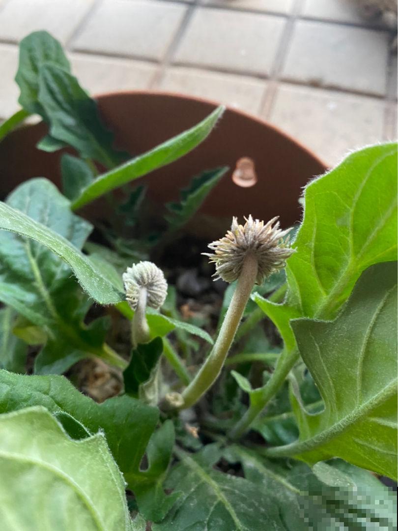 室内种点非洲菊，净化空气的小能手，还能“补贴家用”