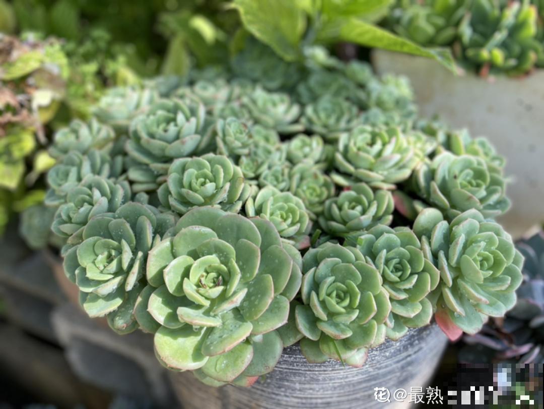 自制养花杀虫水，现在给花喷一喷，3天见效