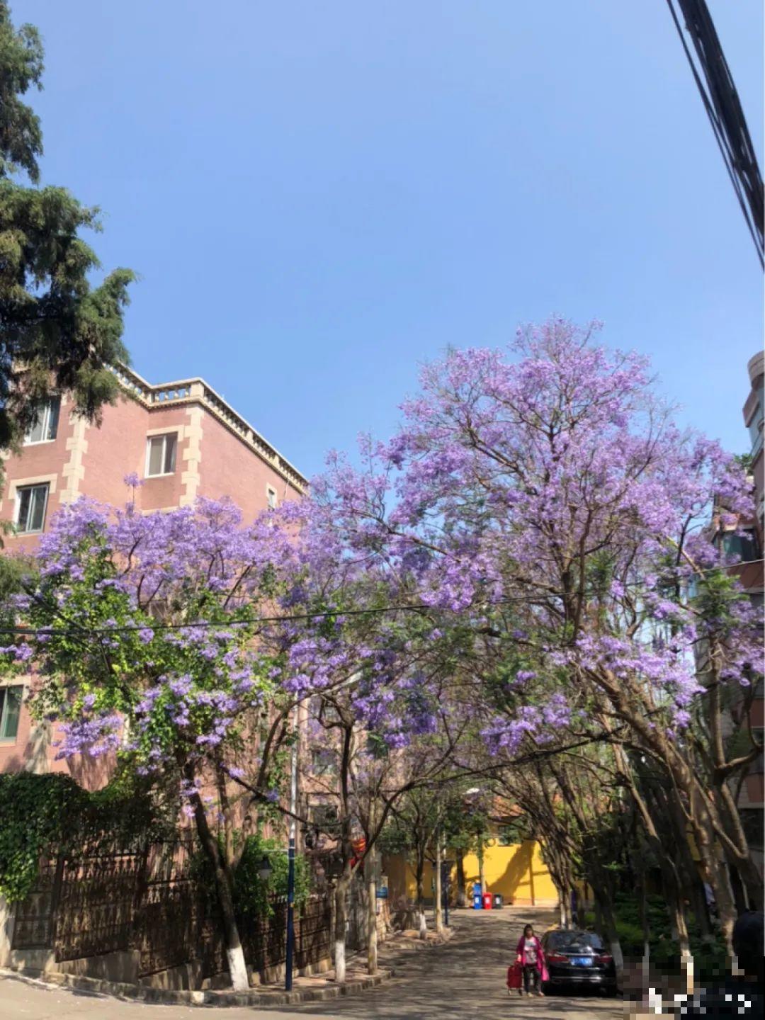 5种花长太快，容易泛滥成灾，千万别随便丢弃