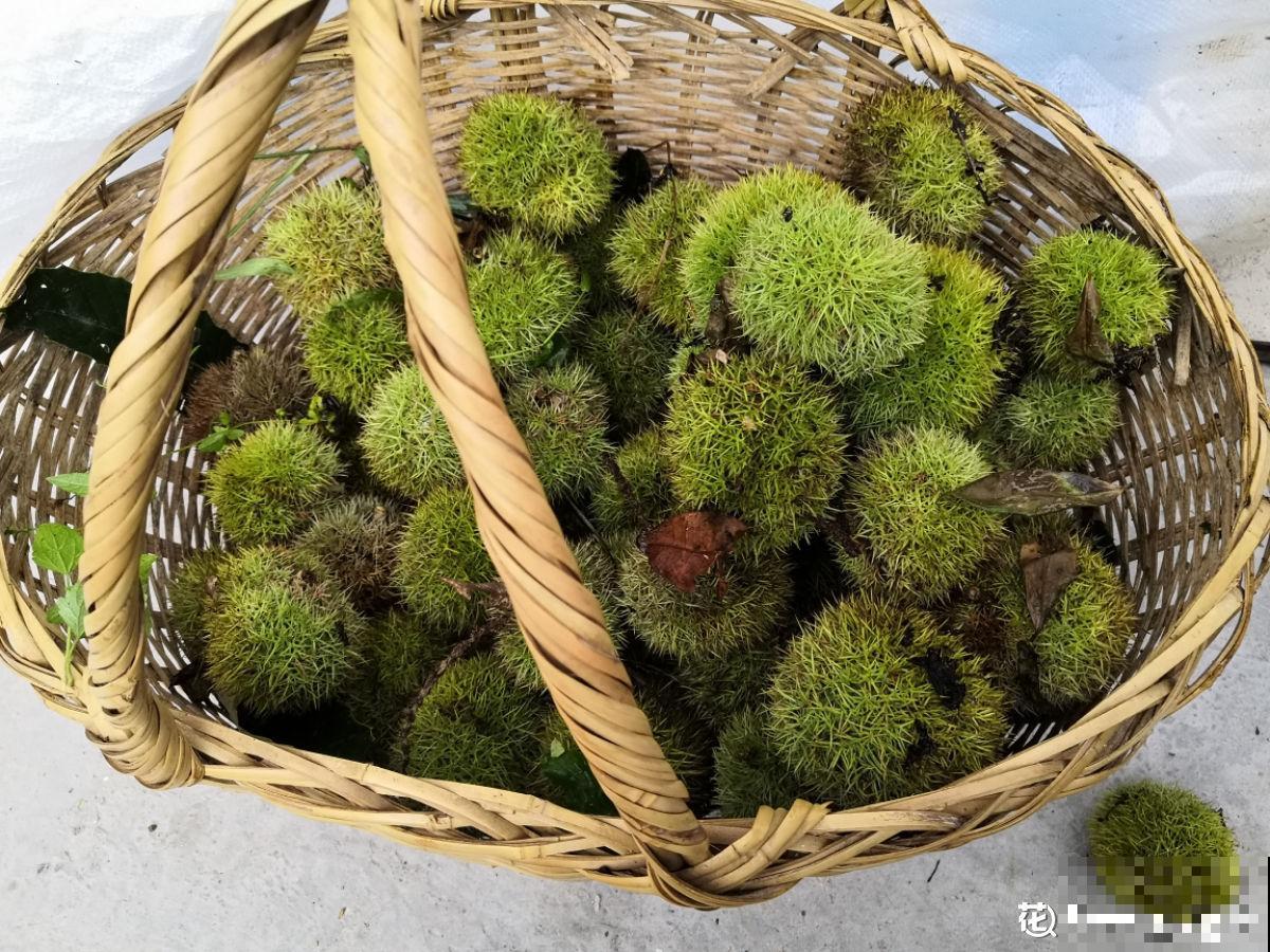 每天都吃的4种植物，长在树上的样子，你一定没见过