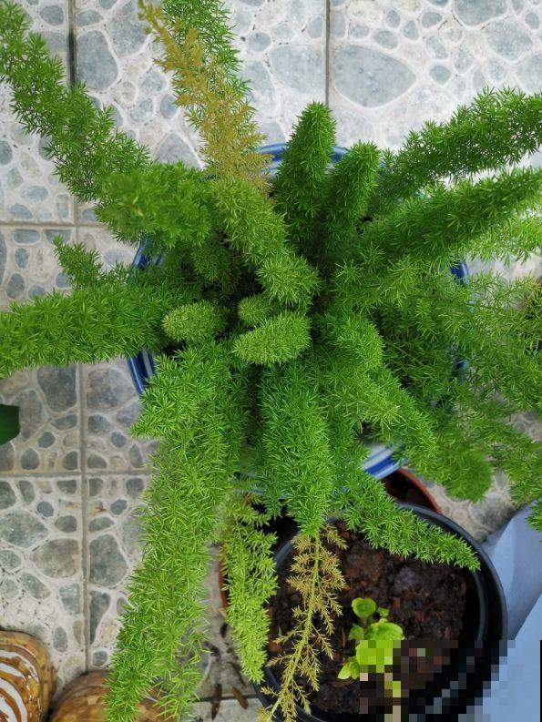 5种花养在办公室,皮实好养,还有“财源滚滚”好兆头 5种花养在办公室,皮实好养,还有“财源滚滚”好兆头