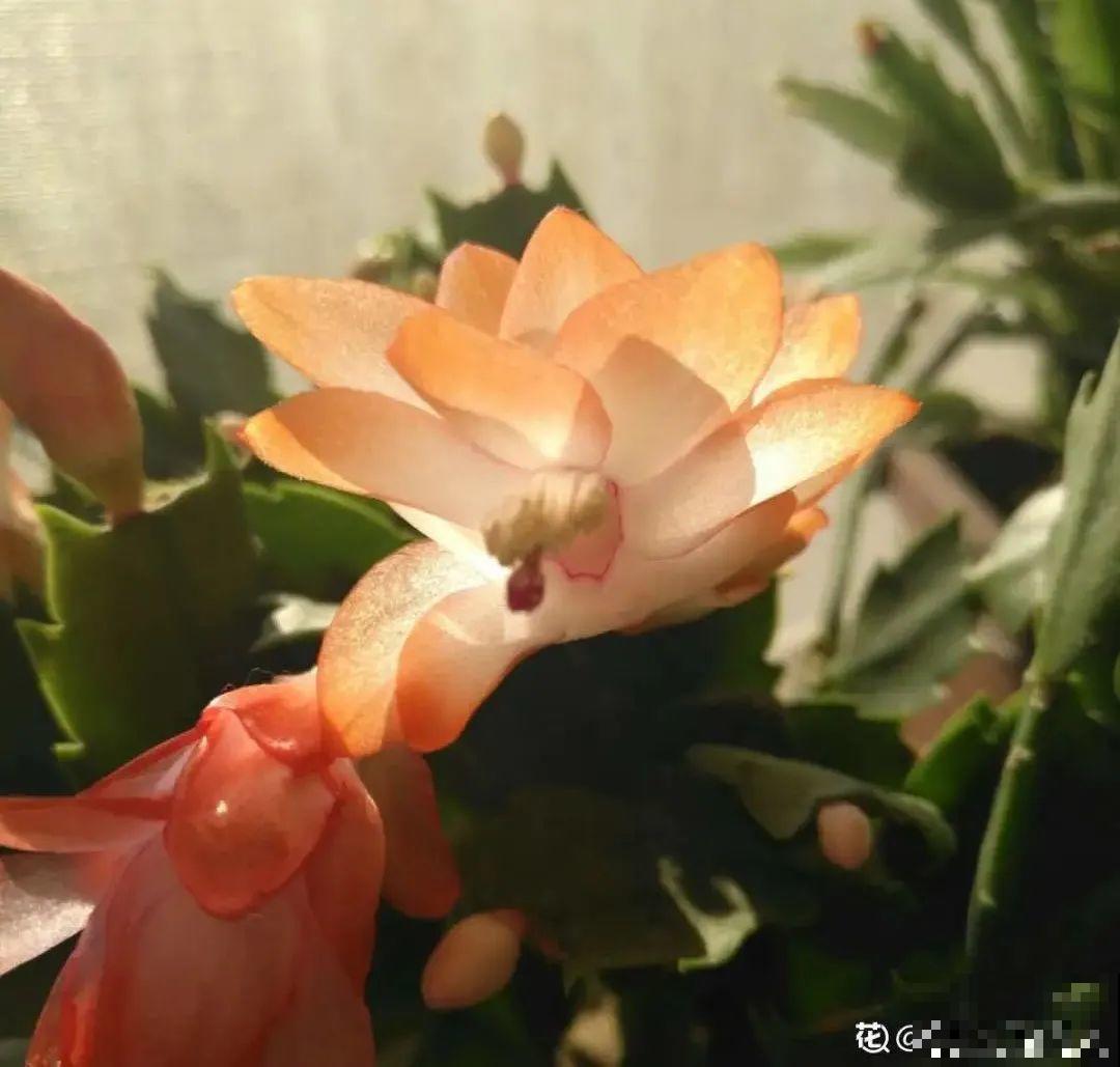 蟹爪兰软趴趴、掉花苞？它有“5怕”，避开后，叶片硬如铁！