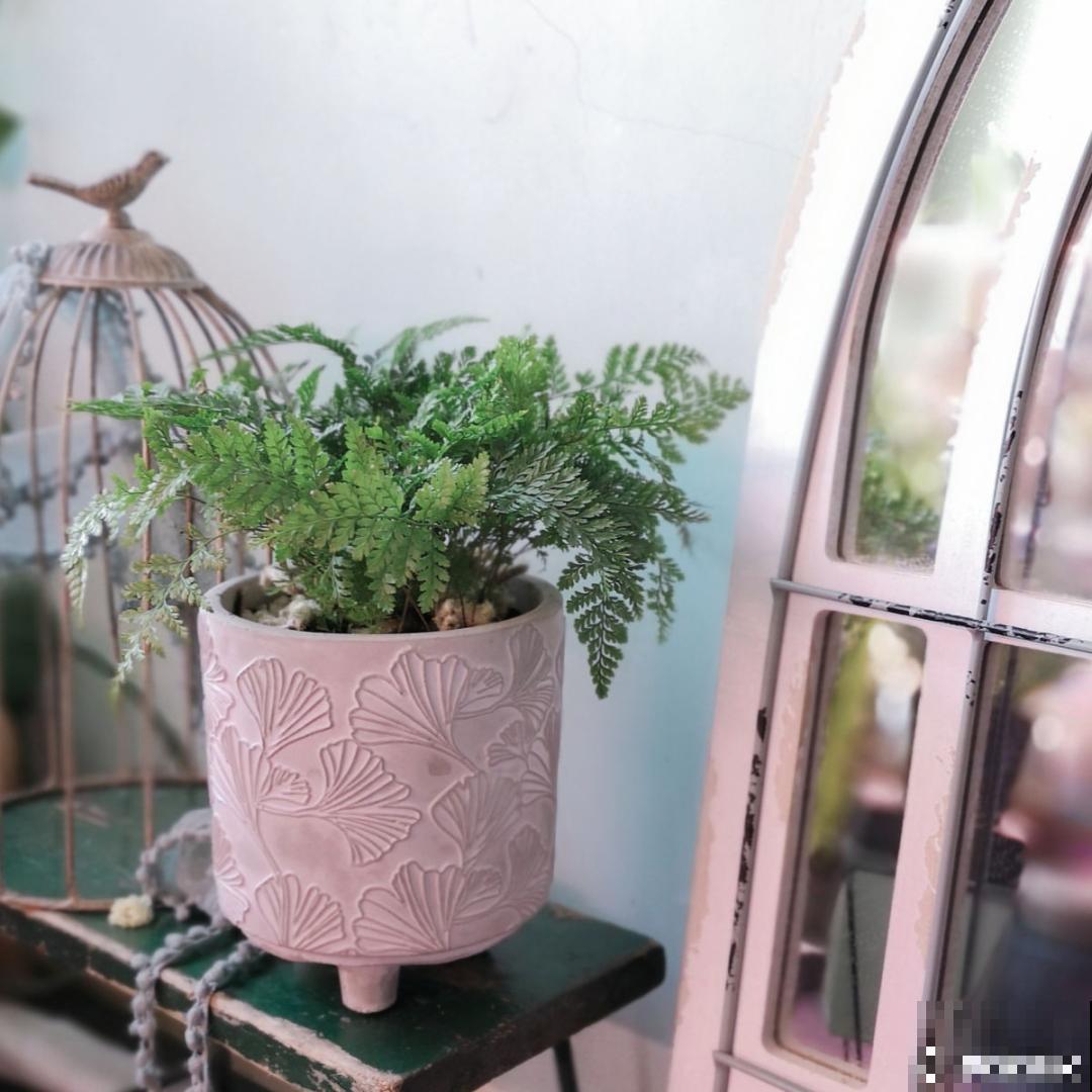 卧室养4种花，一觉睡到天亮，养人养身心