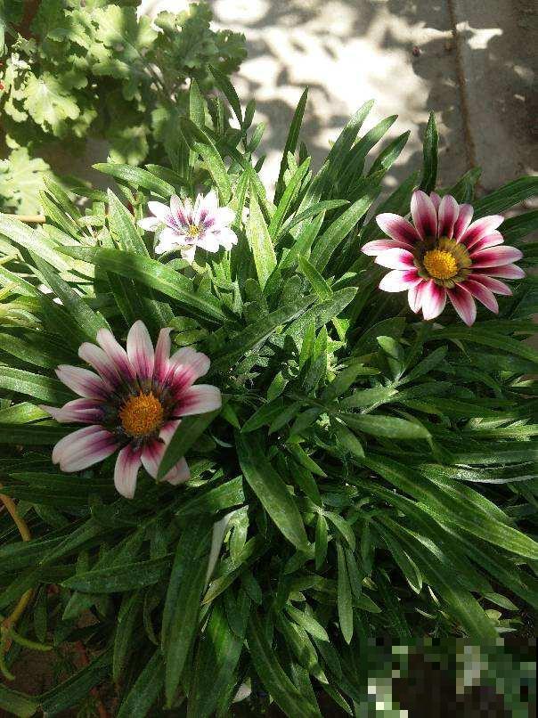 室内种点非洲菊，净化空气的小能手，还能“补贴家用”