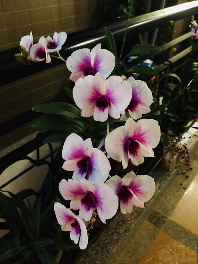 耐阴开花多的文心兰,开花还有奶油的香味,现在养很合适 耐阴开花多的文心兰,开花还有奶油的香味,现在养很合适