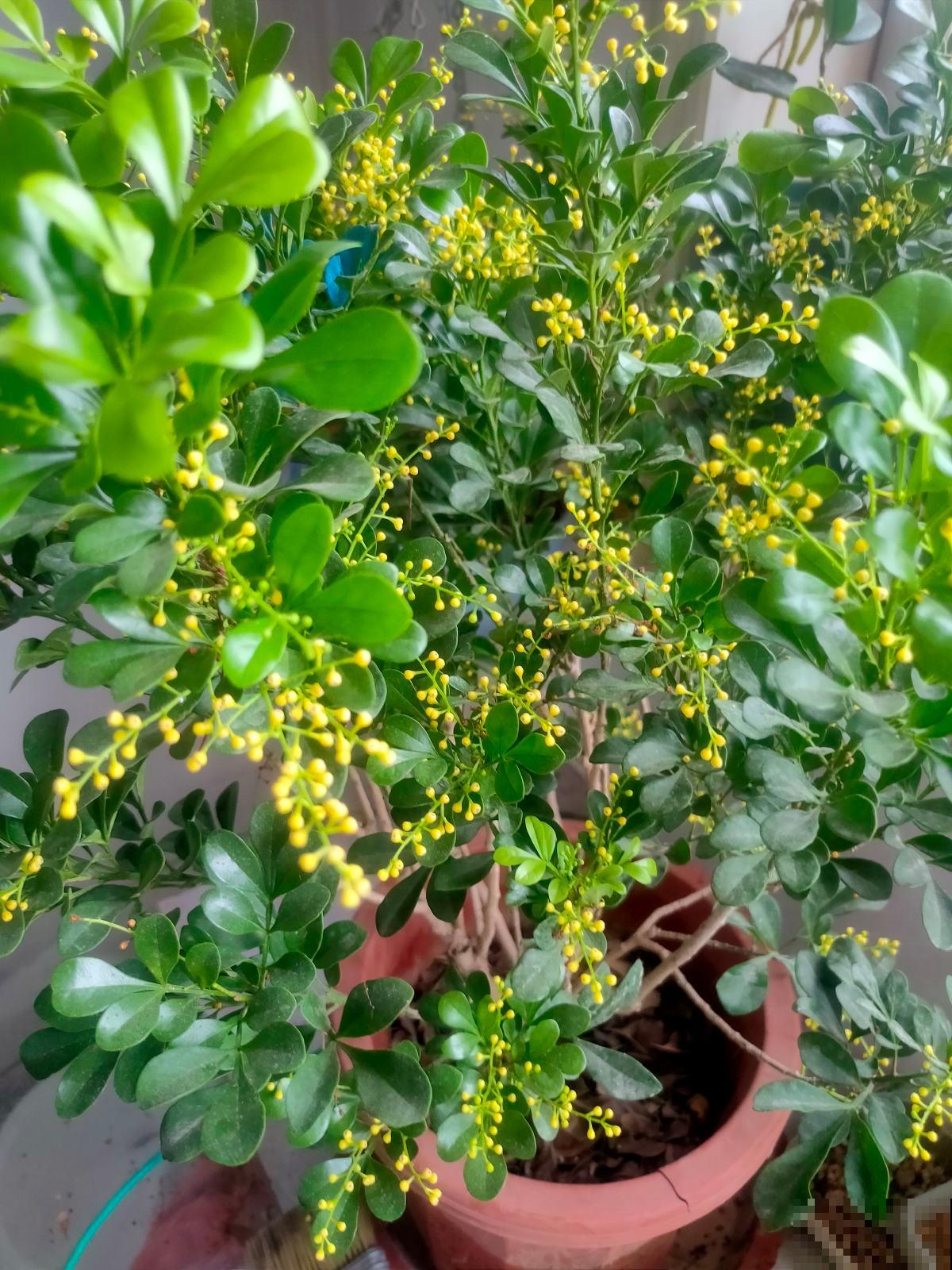 想要养好米兰，3个要点得学会，才能一茬一茬开花不停