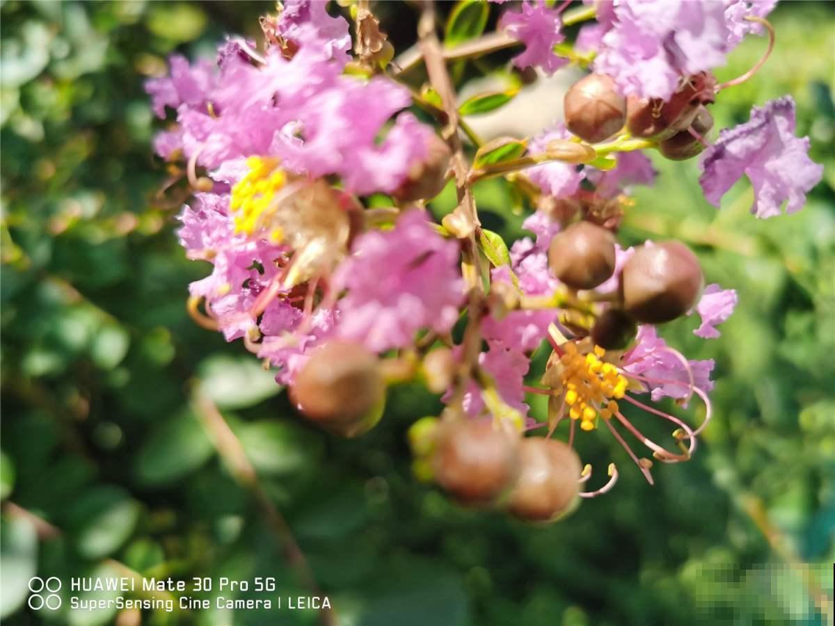 几千年的“古董花”，不要钱带回家，四季都开花