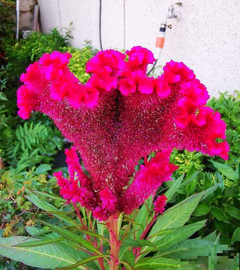 这种花农村常见，老辈人最熟悉，城市里几乎找不到