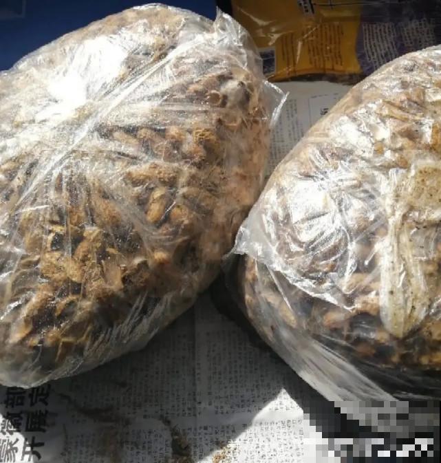 家里的“垃圾”留下，拿来养花效果好，颜值超高