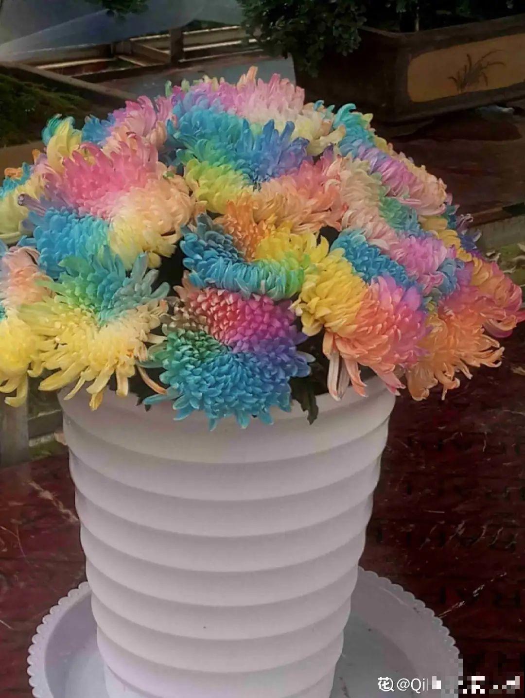 一盆菊花一万二，能开出七个颜色，真是少见