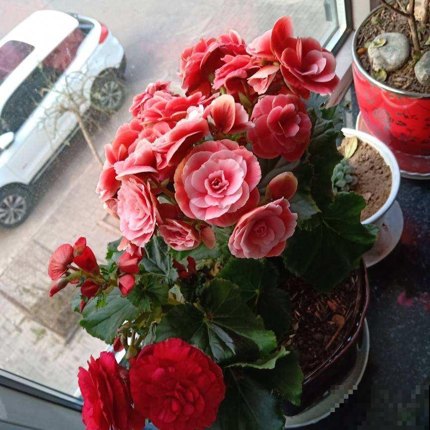 “毛病多”的9种花，新手很难养好，能养好的都是“大神”