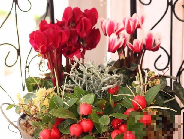 耐寒花清单,10种花能耐零下15度,秋冬养正合适 耐寒花清单,10种花能耐零下15度,秋冬养正合适