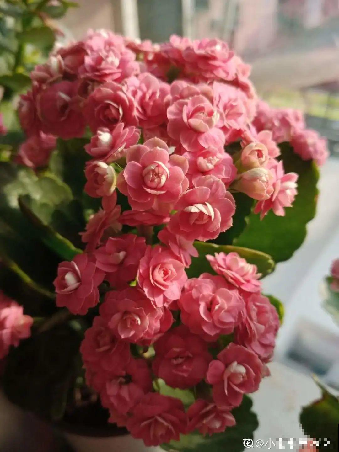 10种旺运花，一个月内要涨价，现在赶紧买