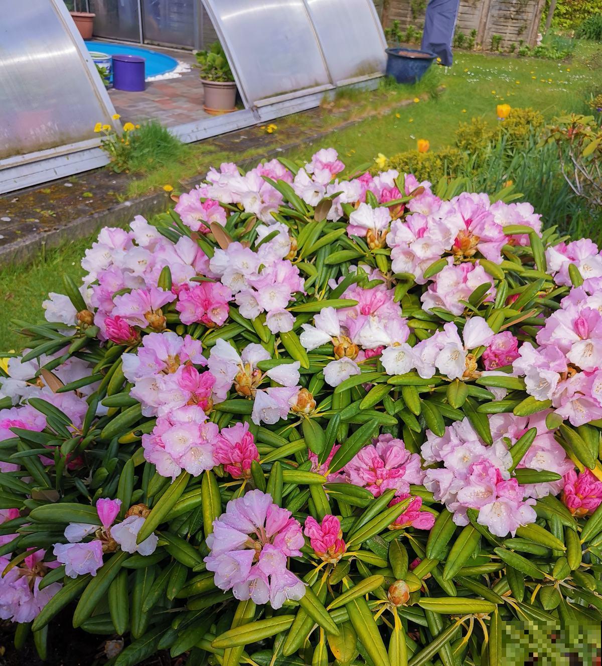 “10大不吉利”花排行榜，新手已经“退货”了，你家养过吗？